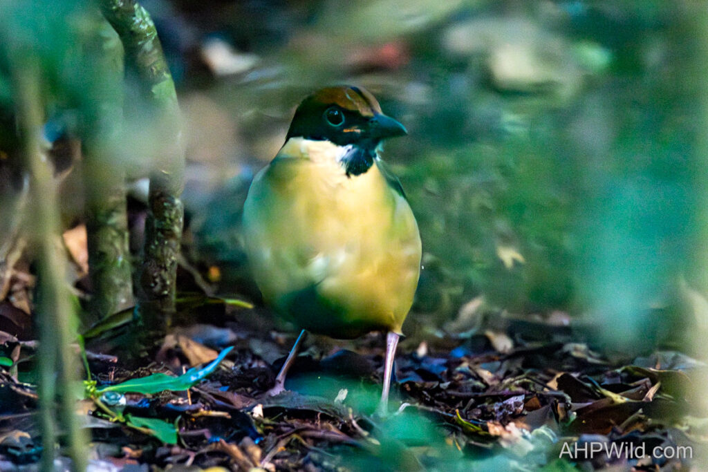 Noisy Pitta