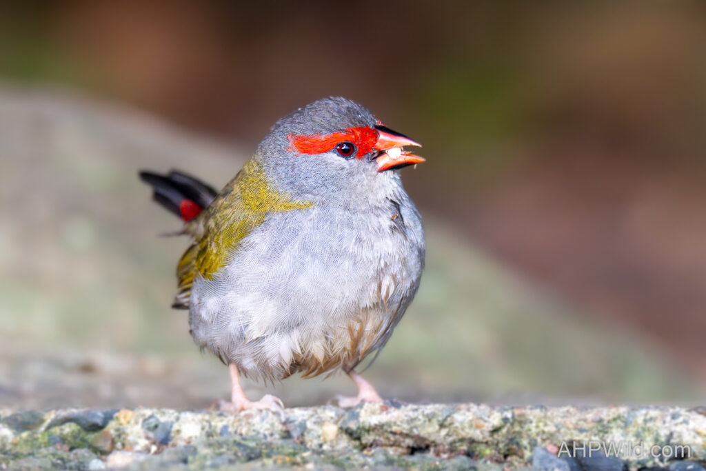 Red-browed Finch