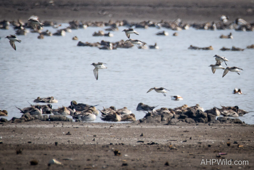 Sanderling