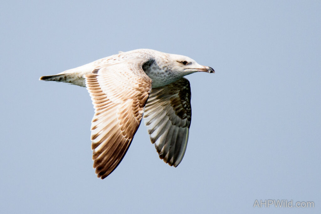 Slaty-backed Gull