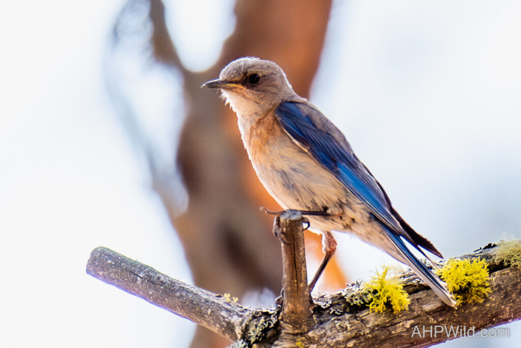 Western Bluebird