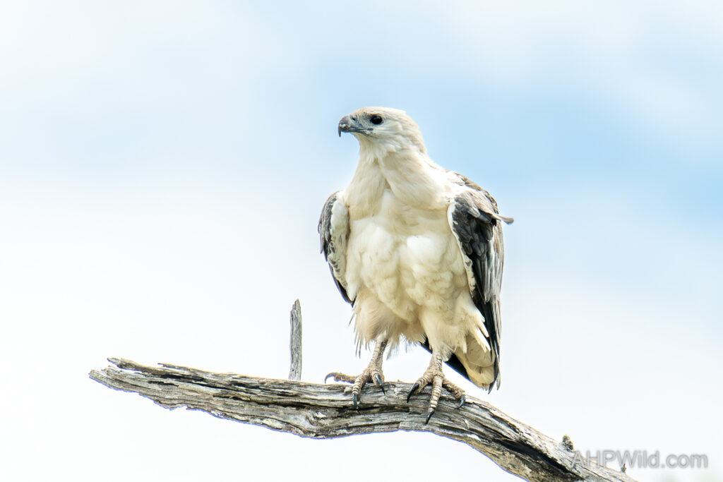White-bellied Sea-eagle