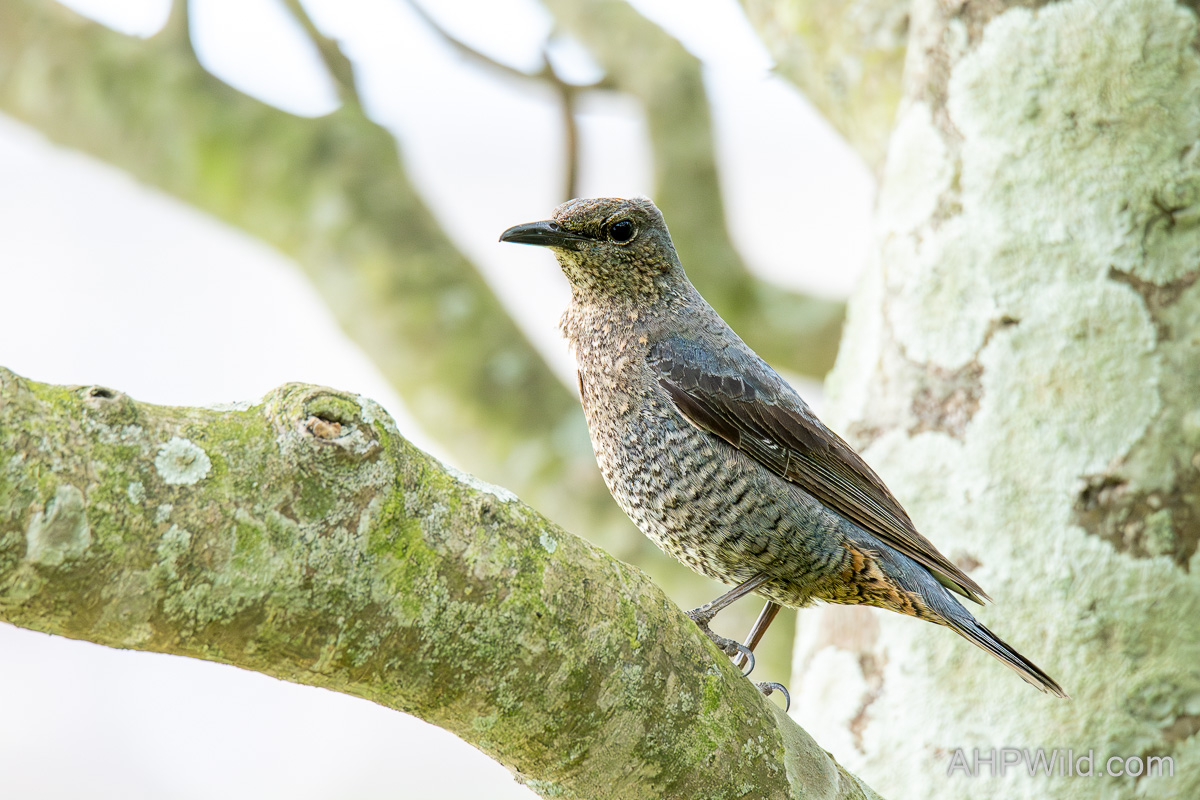 Blue Rock Thrush