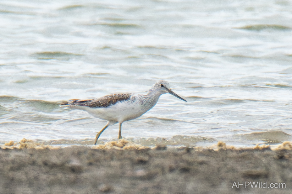 Common Greenshank