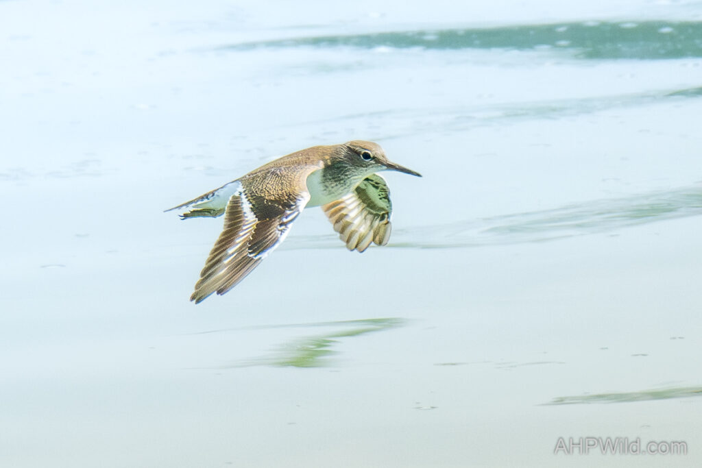 Common Sandpiper