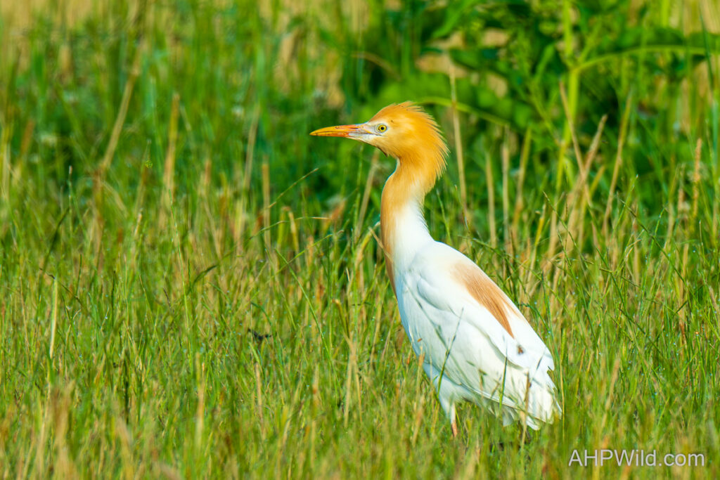 Eastern Cattle Egret