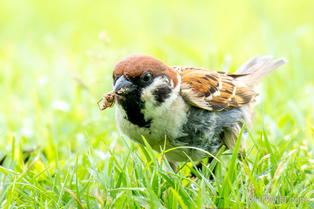 Eurasian Tree Sparrow