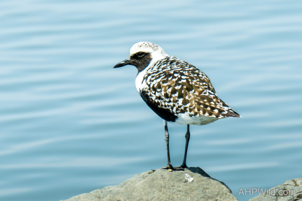 Grey Plover