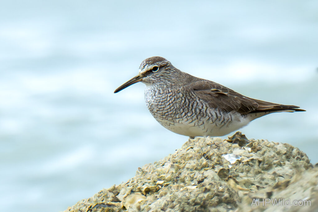Grey-tailed Tattler