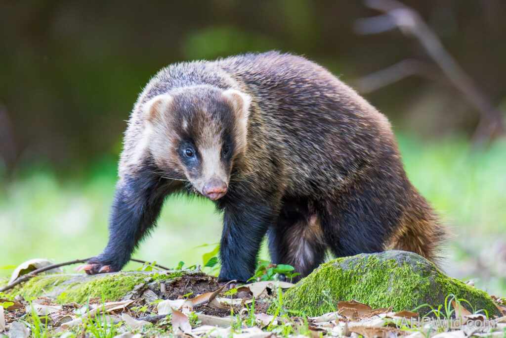 Japanese Badger