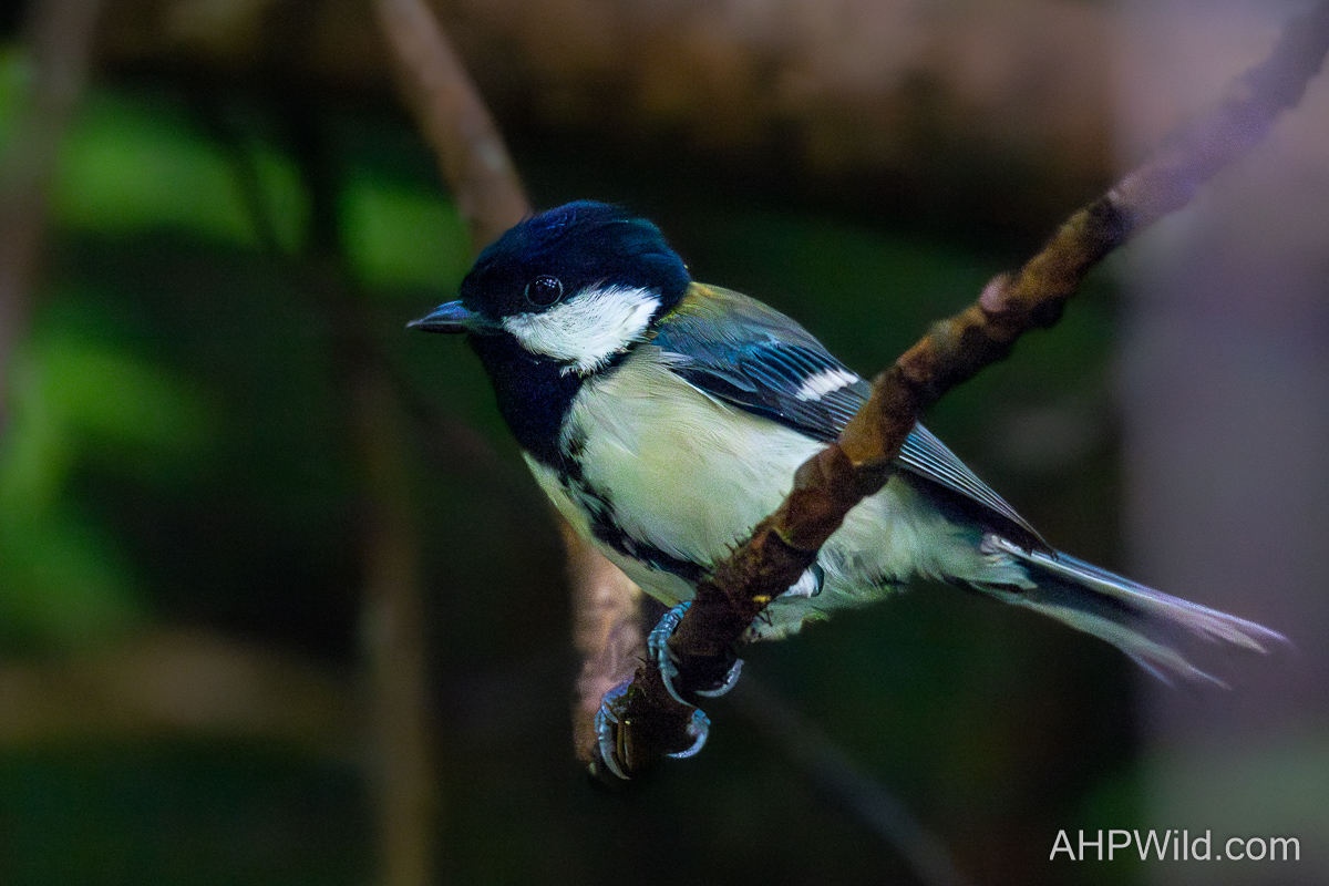 Japanese Tit
