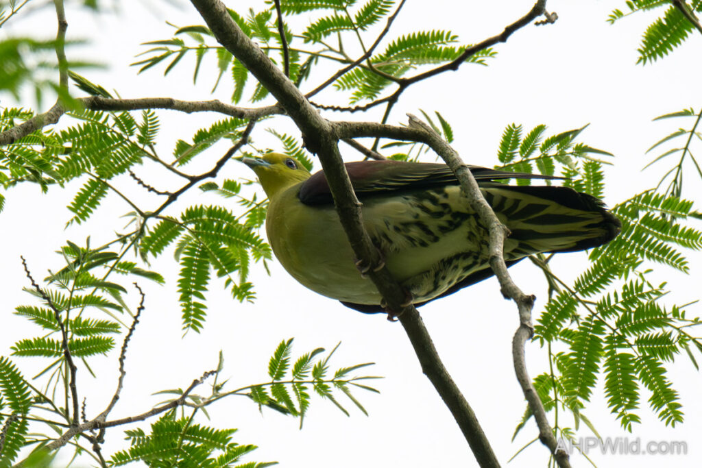 White-bellied Green Pigeon