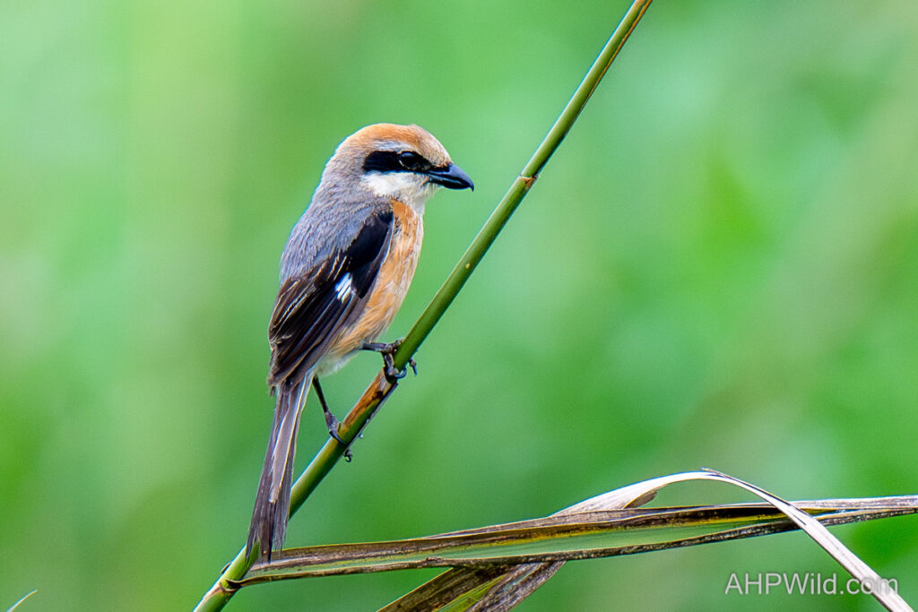 Bull-headed Shrike