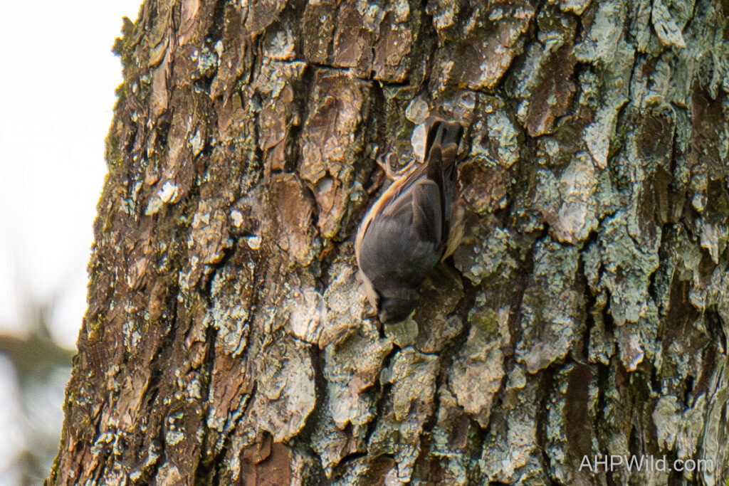 Eurasian Nuthatch
