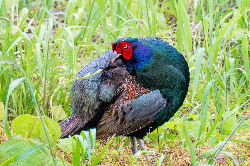 Japanese Green Pheasant