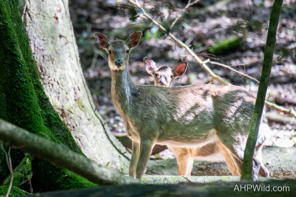 Sika Deer