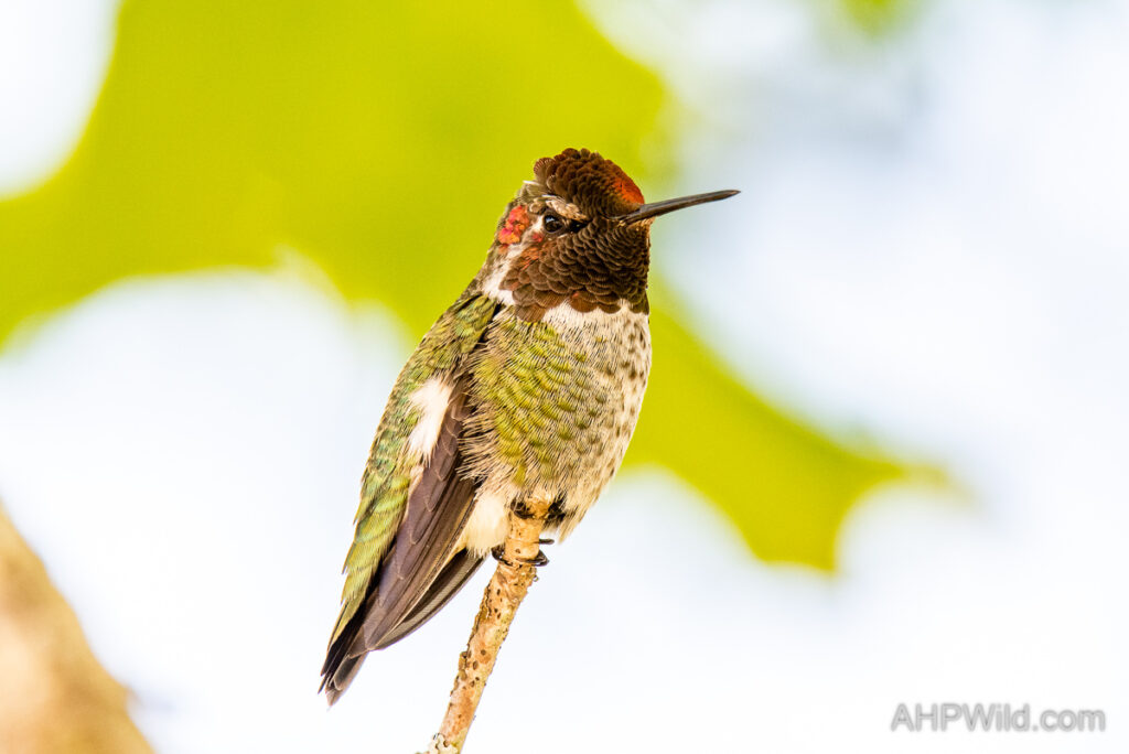 Anna's Hummingbird
