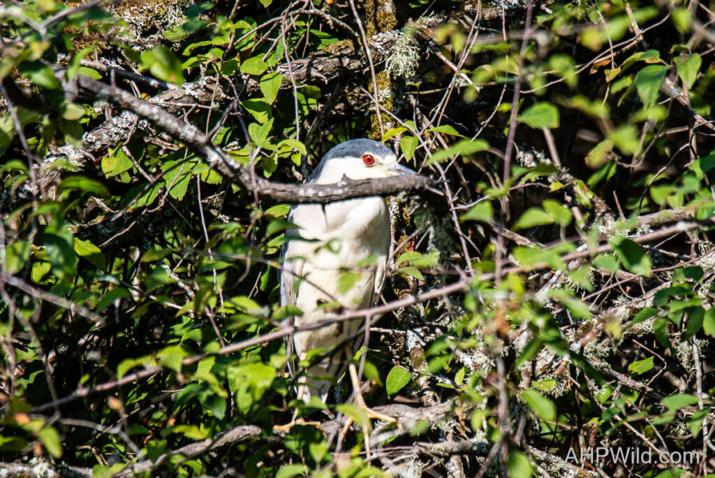 Black-crowned Night-heron