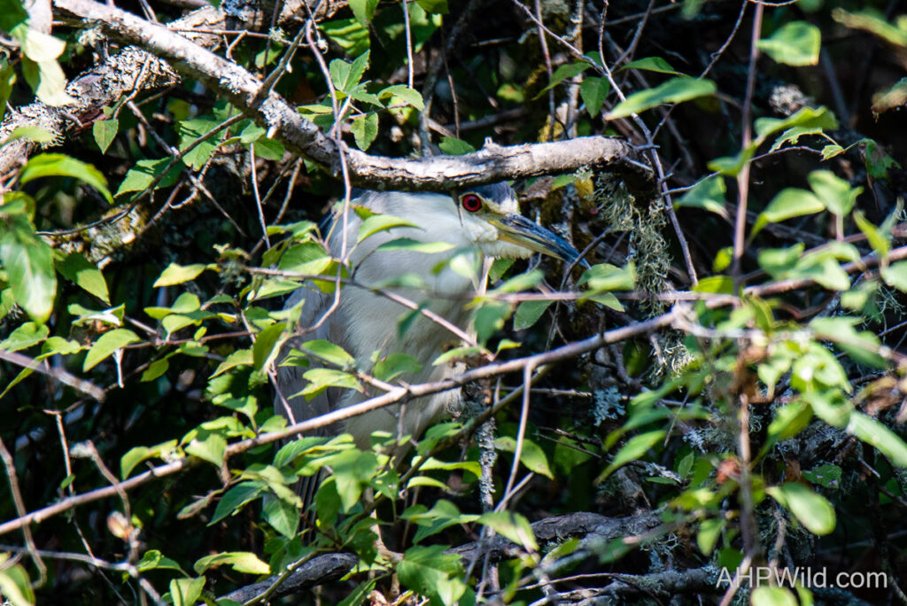 Black-crowned Night-heron