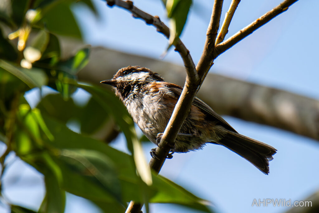 Chestnut-backed Chickadee