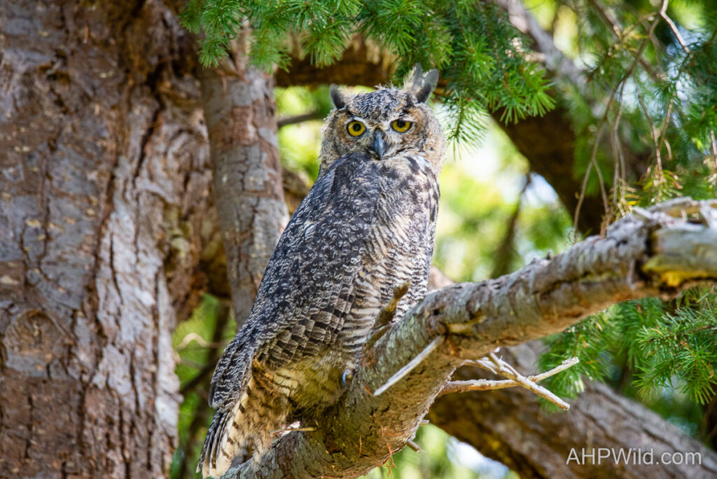 Great Horned Owl