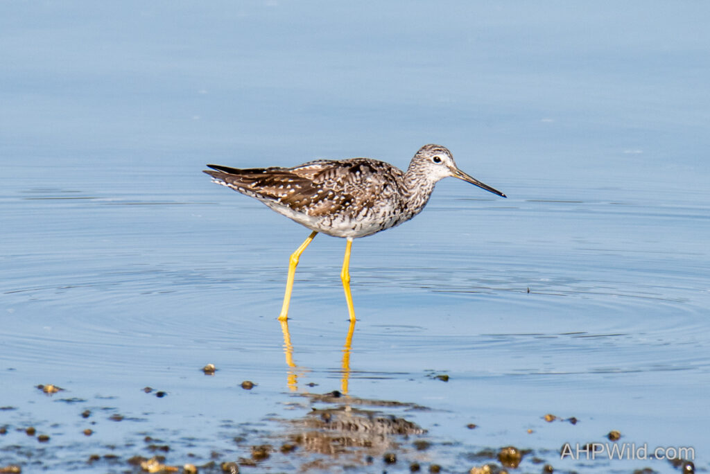 Greater Yellowlegs