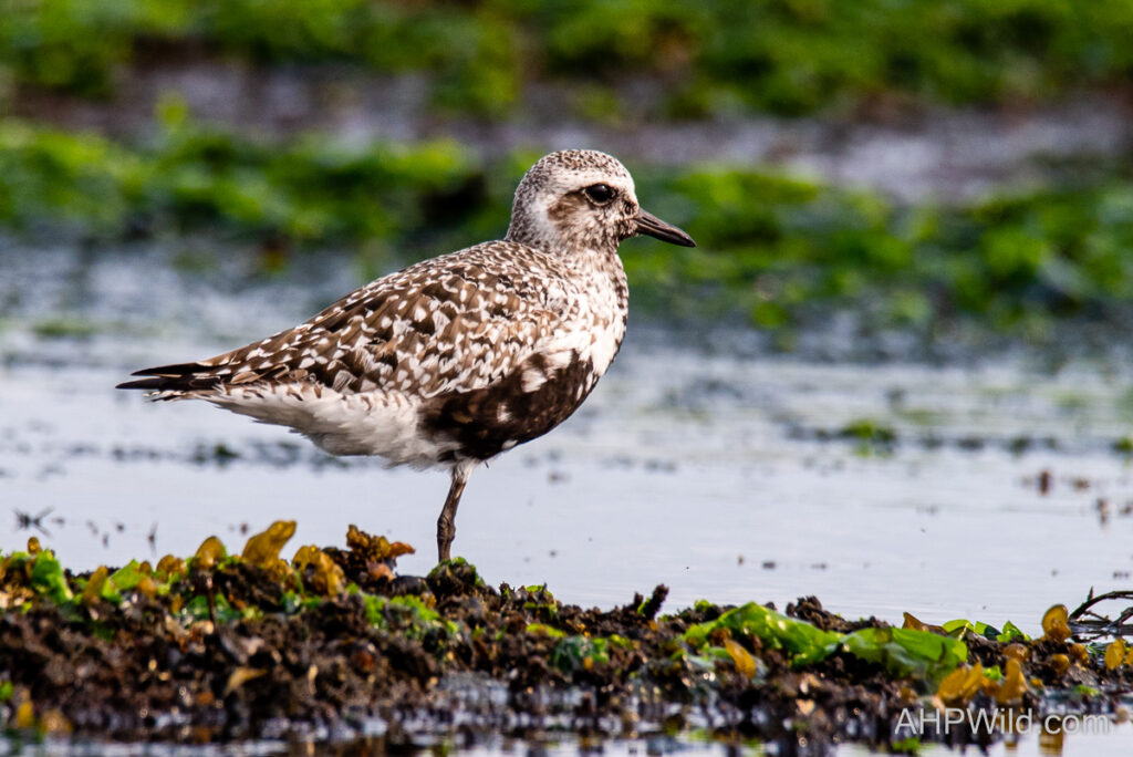 Grey Plover