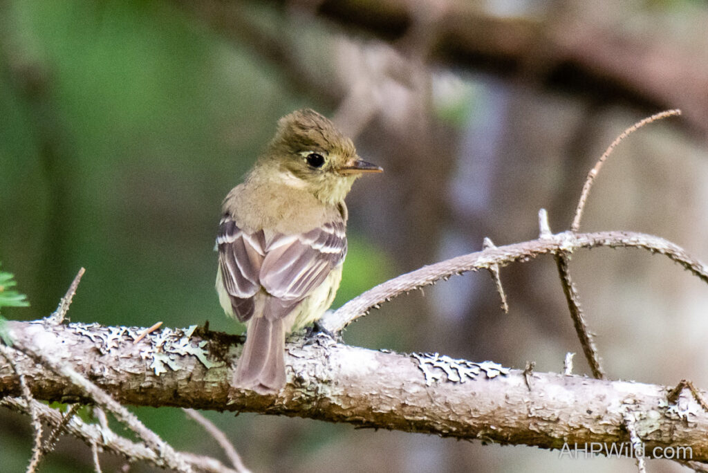 Pacific-slope Flycatcher