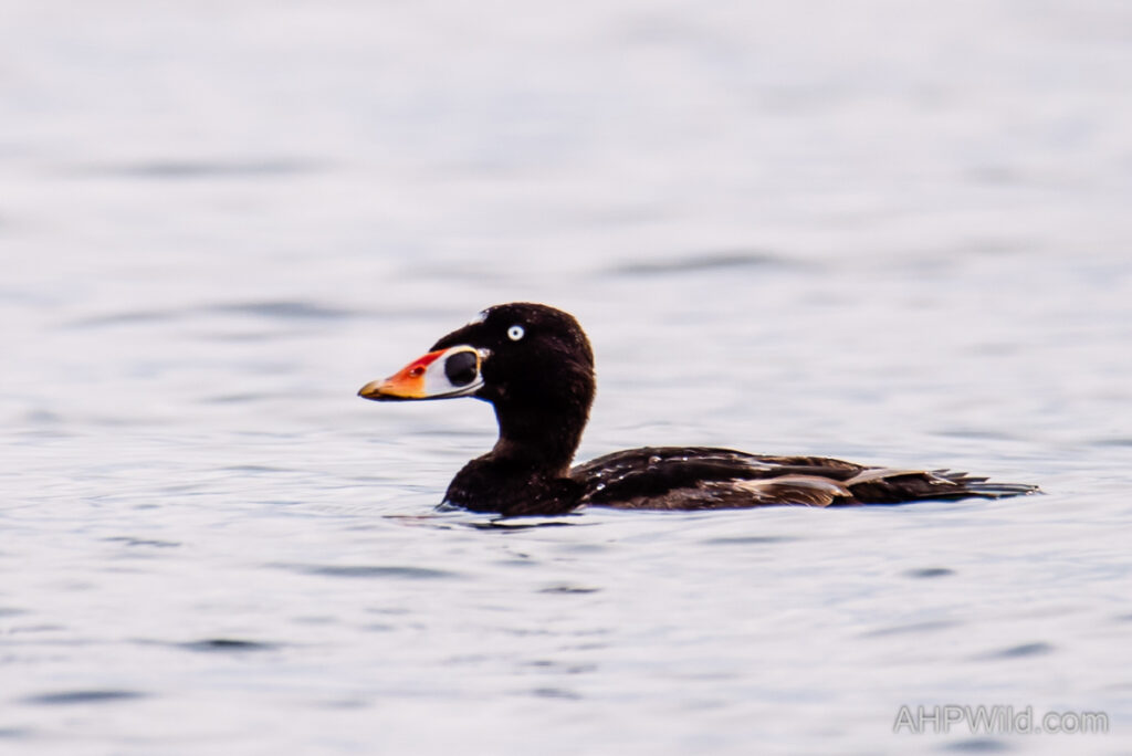 Surf Scoter