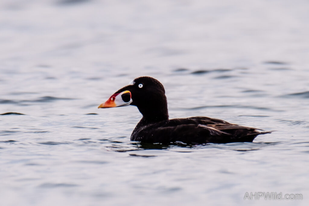 Surf Scoter