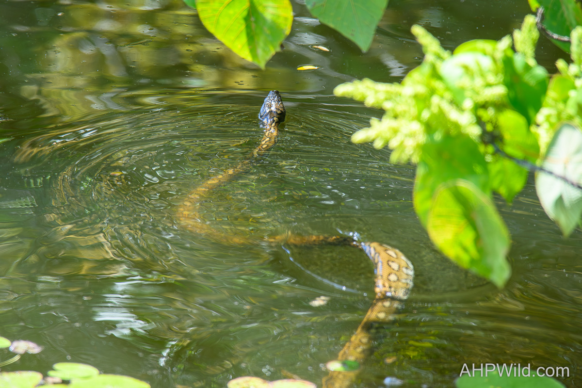 Carpet Python