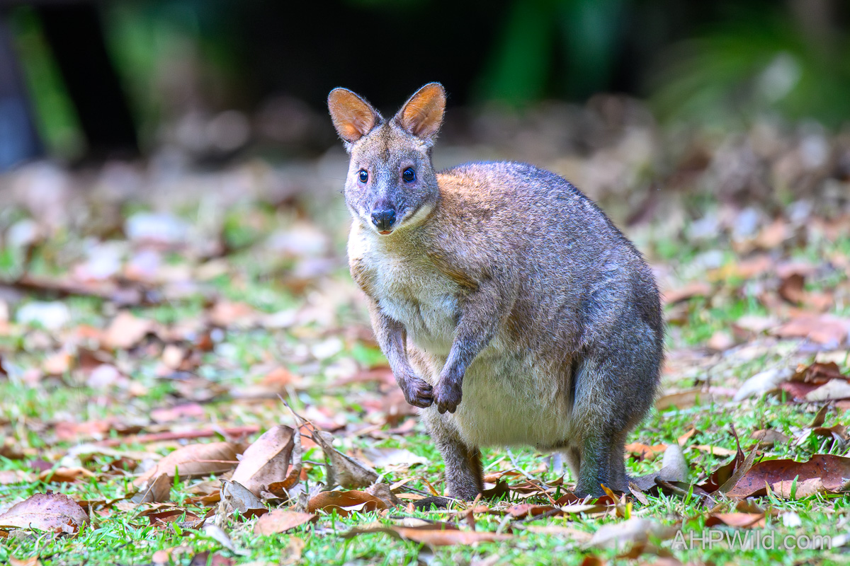 Red-necked Pademelon