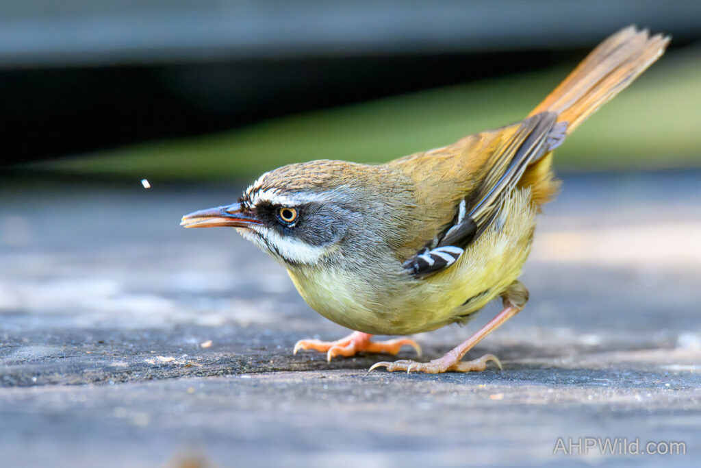 White-browed Scrubwren