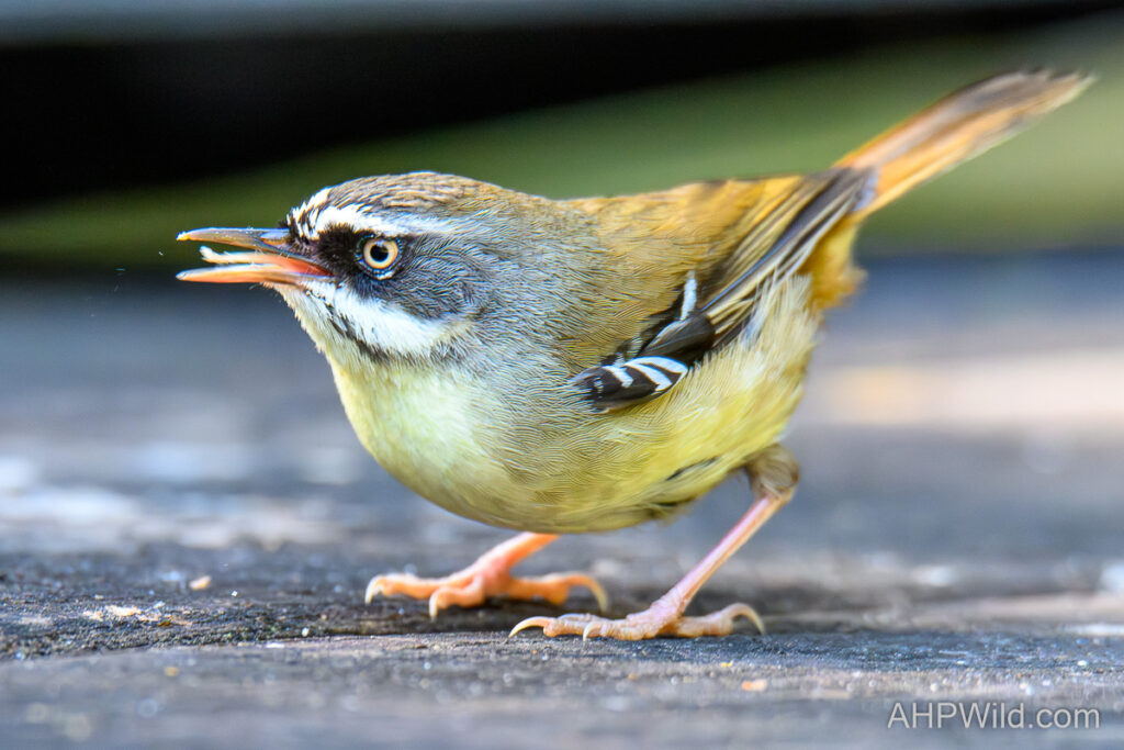 White-browed Scrubwren