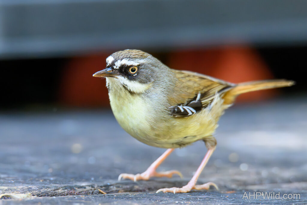 White-browed Scrubwren