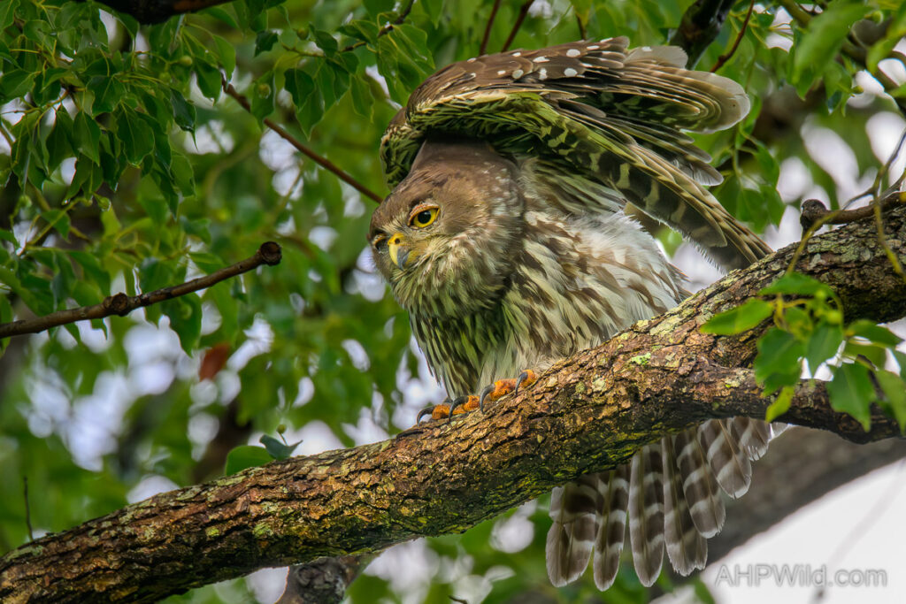 Barking Owl