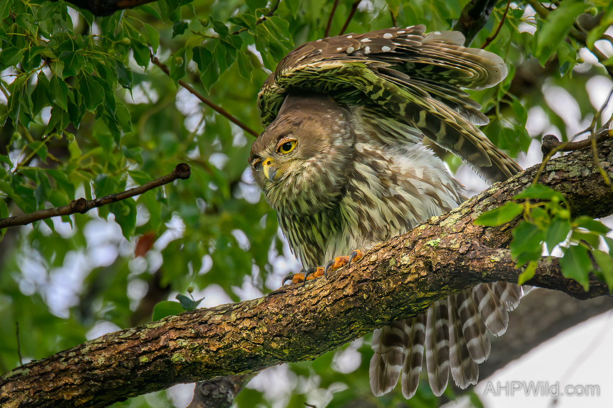 Barking Owl