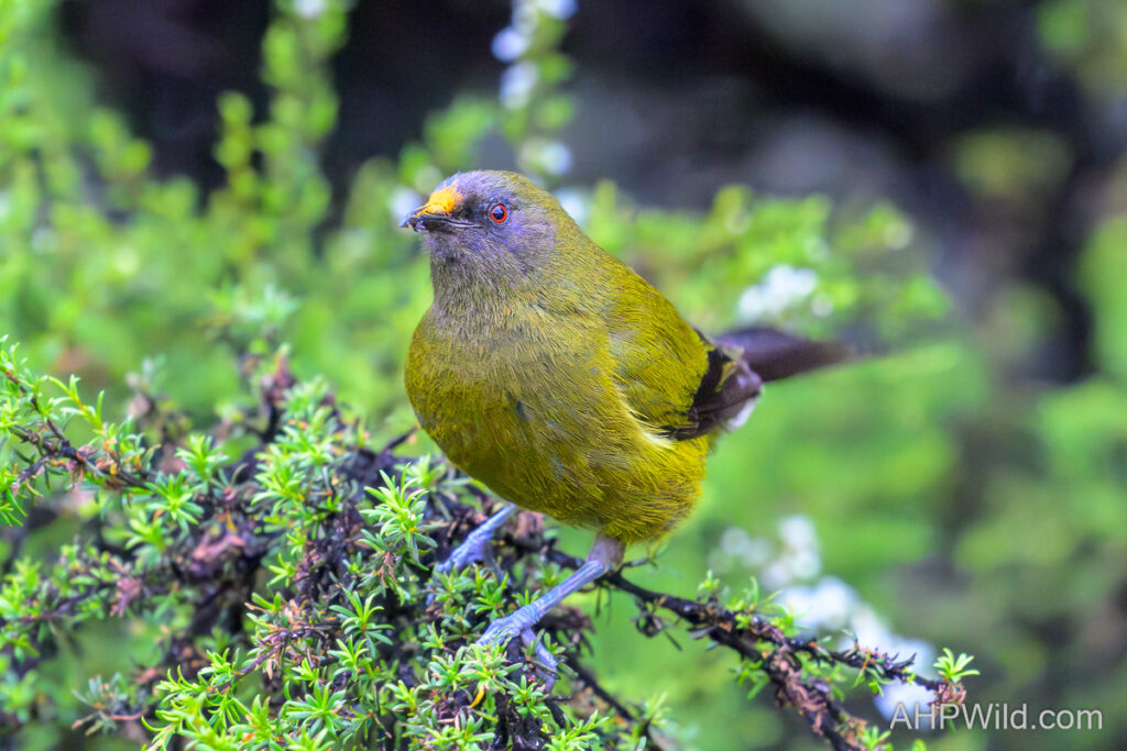 Bellbird