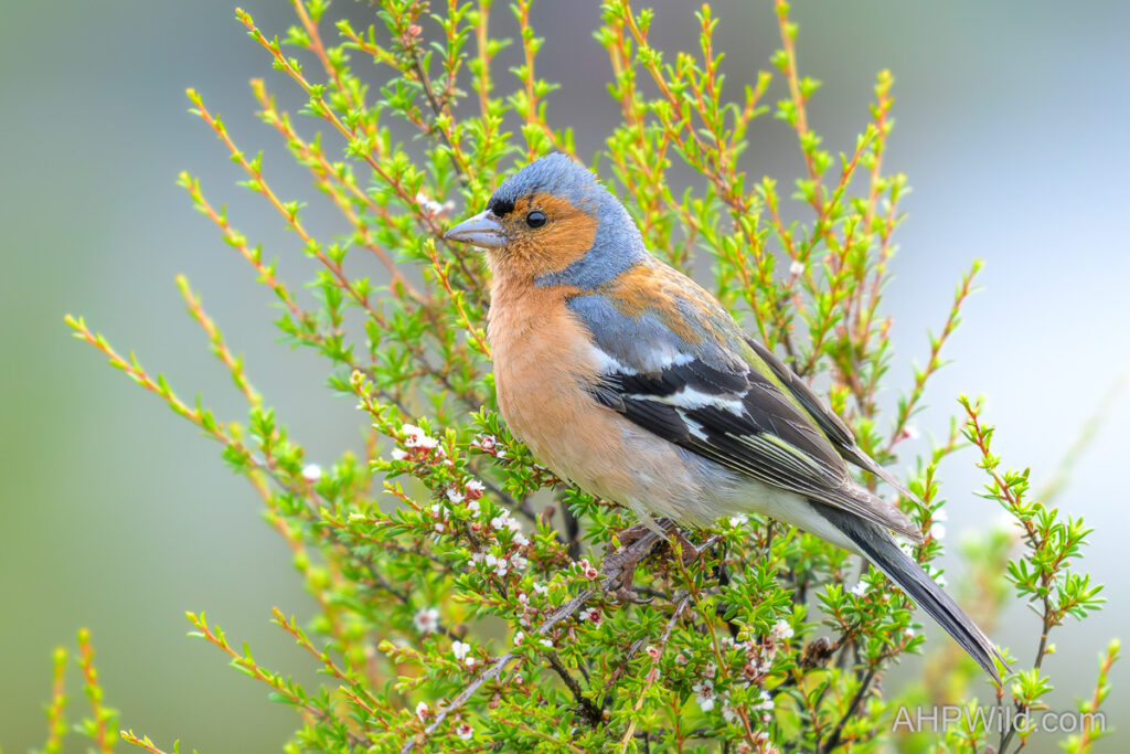 Chaffinch