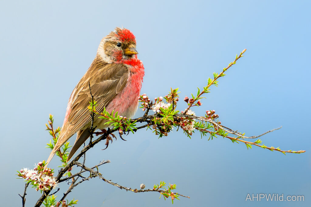 Common Redpoll
