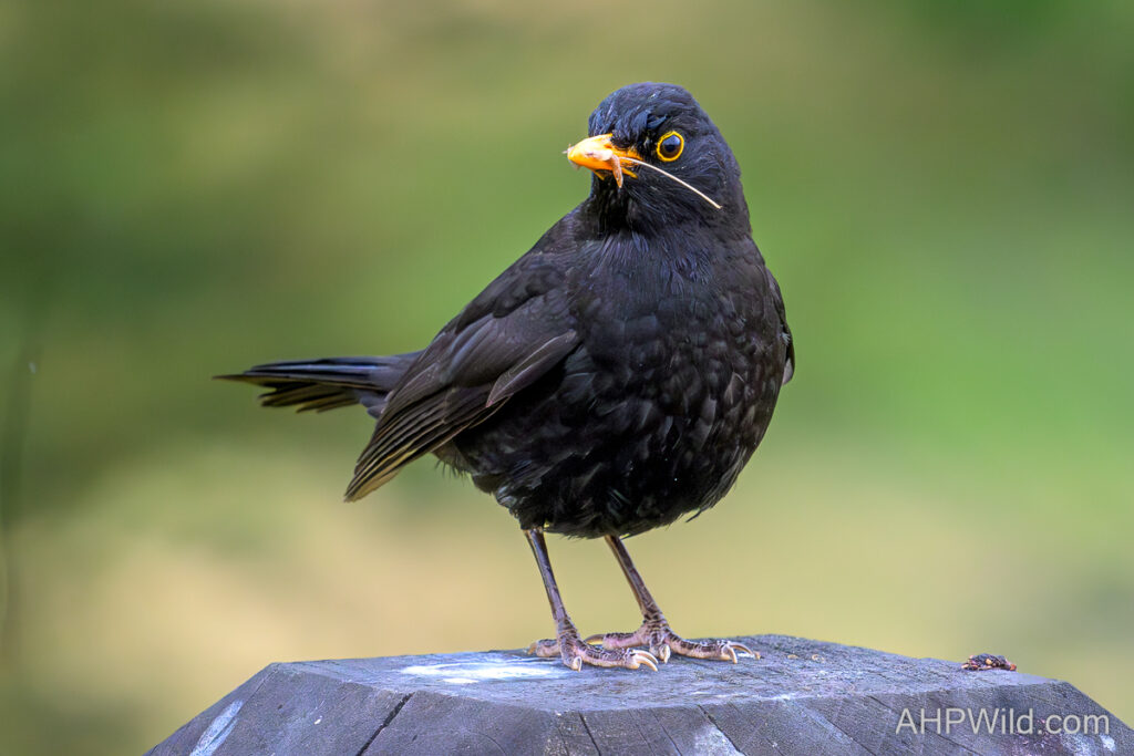 Eurasian blackbird