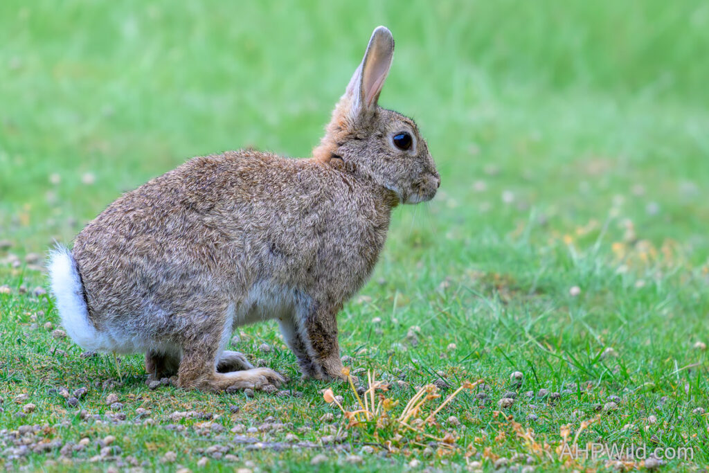 European Rabbit
