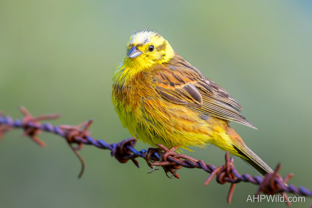 Yellowhammer