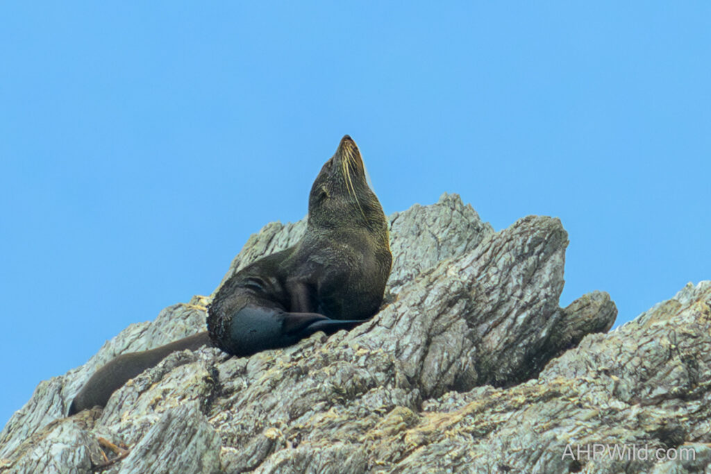 Australasian Fur Seal