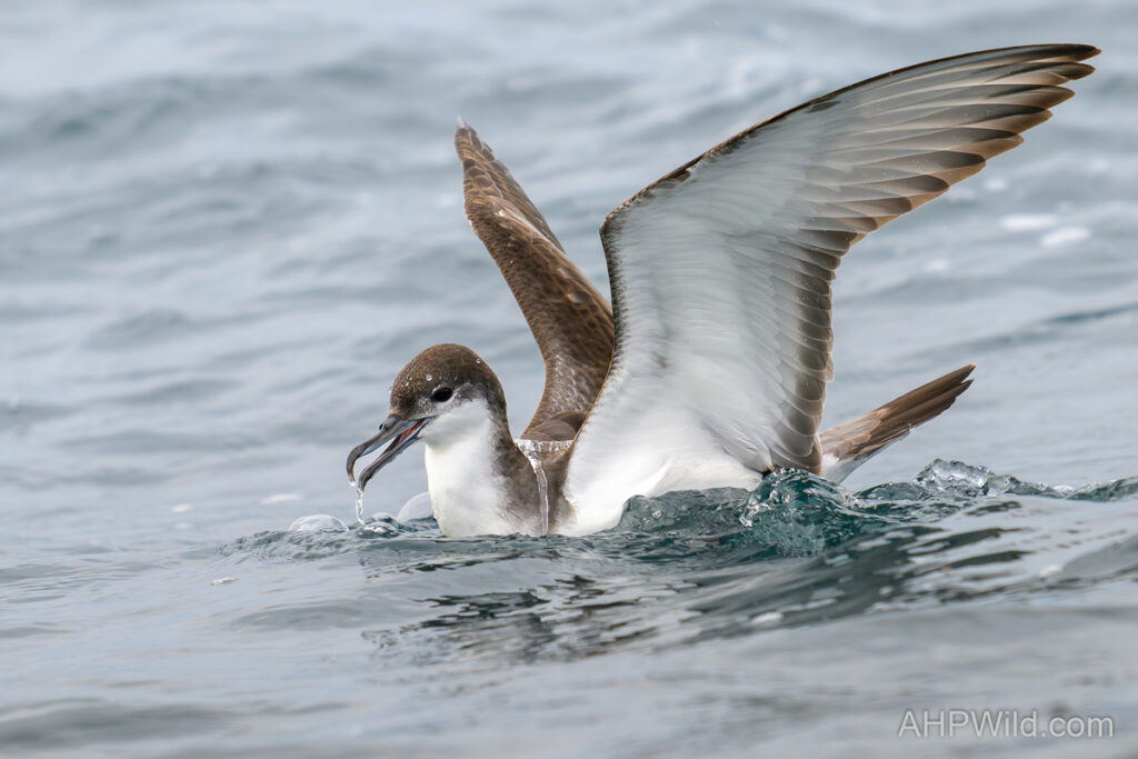 Buller's Shearwater