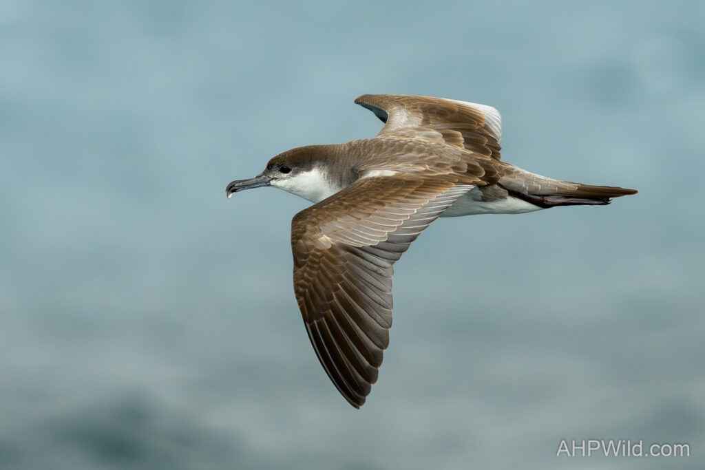 Buller's Shearwater