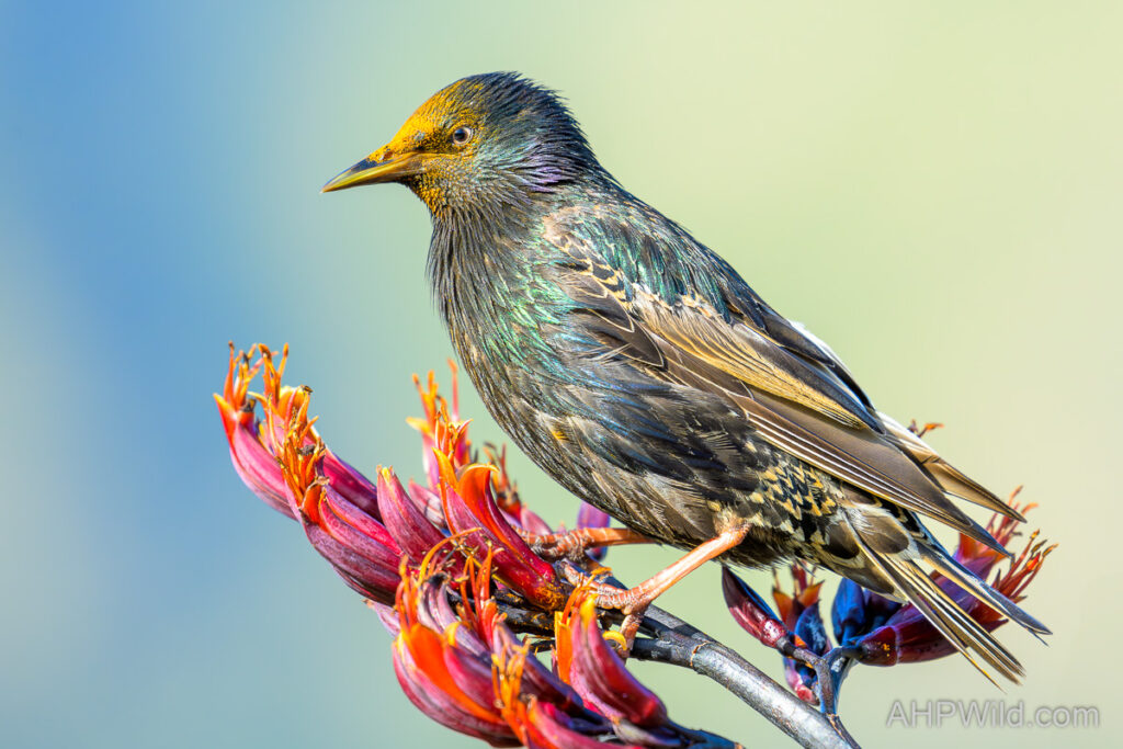 Common Starling