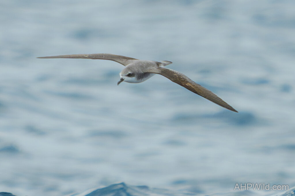 Cook's Petrel