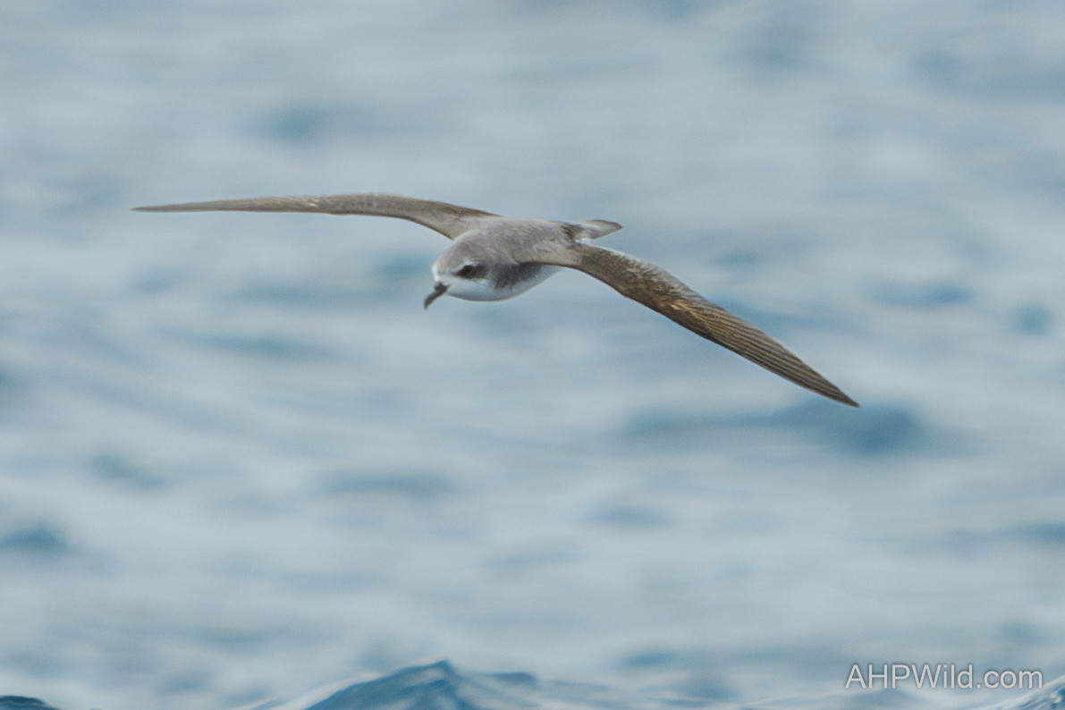 Cook's Petrel