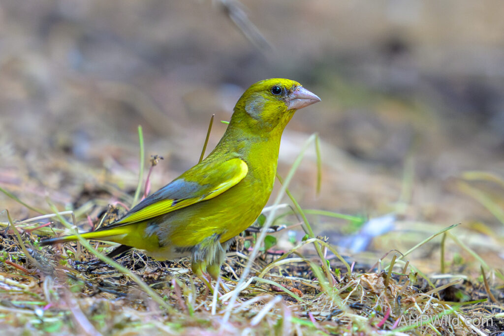 European Greenfinch